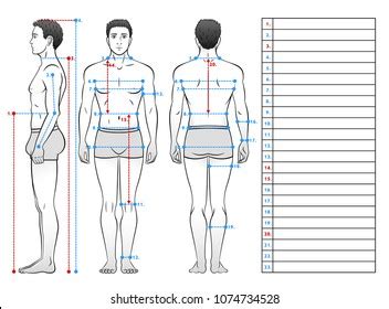 Body Measurement Images Stock Photos Vectors Shutterstock