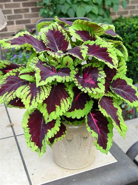 Coleus Our Plants Kaw Valley Greenhouses