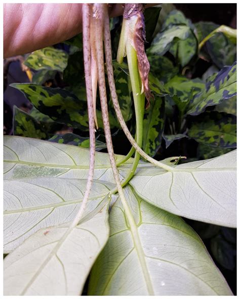 Alocasia Beccarii — Aroidpedia