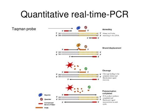 Quantitative Real Time Pcr