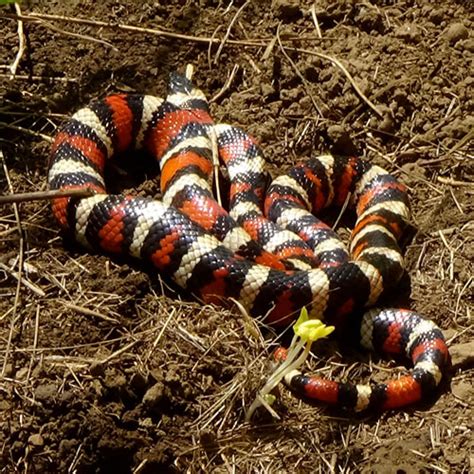 California Mountain Kingsnake Burke Museum