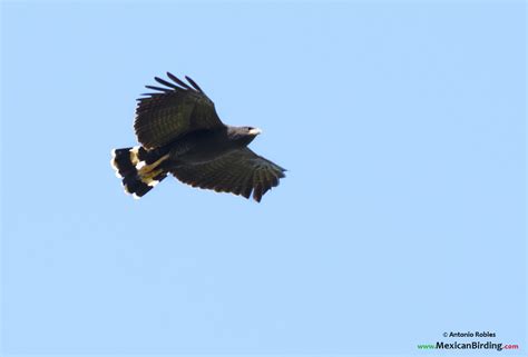 Great Black Hawk Aguililla Negra Mayor Buteogallus Urubitinga