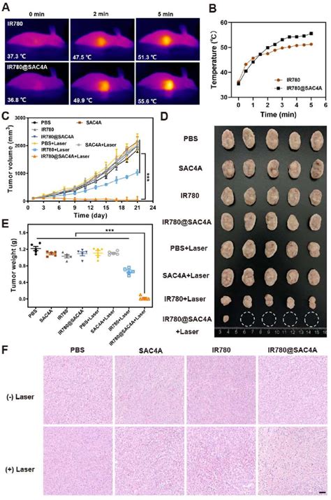 In Vivo Ptt Of Ir Sac A A Thermal Images Of T Tumor Bearing