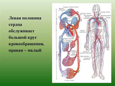 Топография и анатомия сердца - презентация онлайн