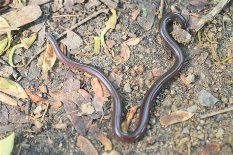 Brahminy S Blind Snake Indotyphlops Braminus