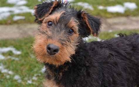 Airedale Terrier Puppies Breed Information And Puppies For Sale