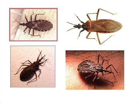 Tripanosomiasis Em El Perro Y En Gato Ciclo Biol Gico Contagio