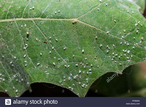 Whitefly High Resolution Stock Photography And Images Alamy