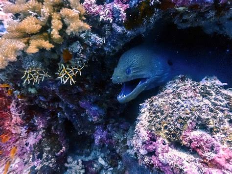 Eel Moray Underwater Free Photo On Pixabay Pixabay