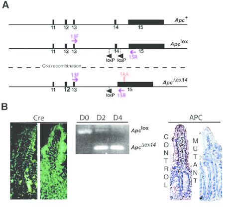 TAM Injection Induces Epithelium Specific Inactivation Of Apc All Along