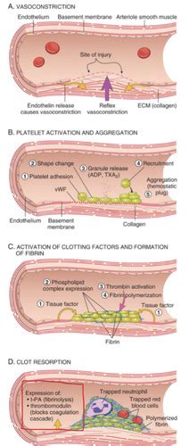 B10 Hemostasis Flashcards Quizlet