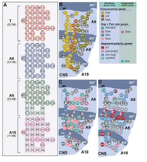 Distribution Of Neuroblasts And Their Expression Of A P And D V