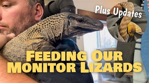 Feeding Our Monitor Lizards Youtube