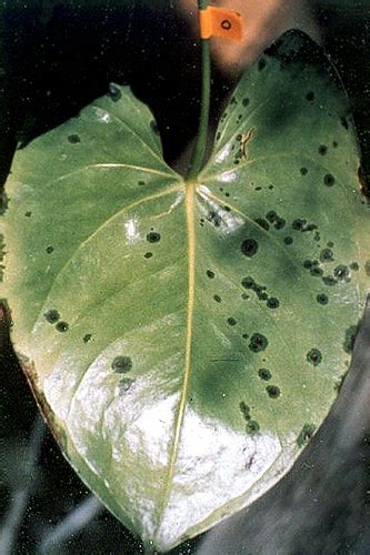 Bacterial Blight Of Anthuriums Hawaiis Experience With A Global Disease