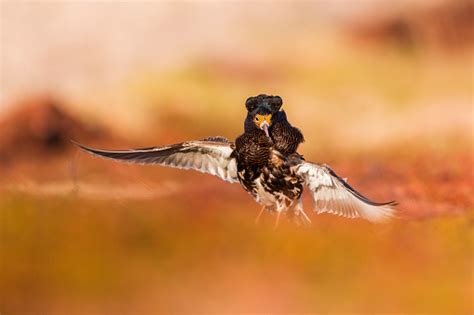 Male Ruff Stock Photo Download Image Now Bird Animal Neck Ruff