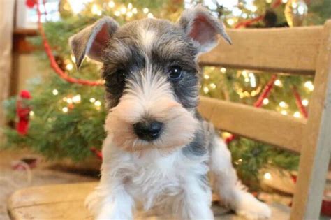 Parti Miniature Schnauzer Puppies For Sale Top Breeder 2023