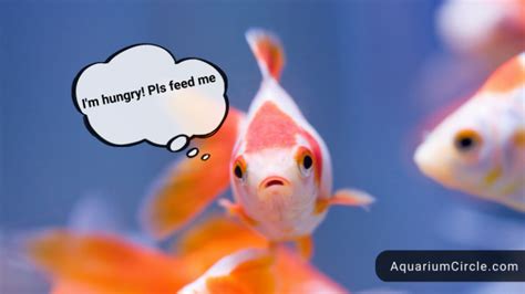 How Long Can Goldfish Go Without Food In Your Tank Or Pond