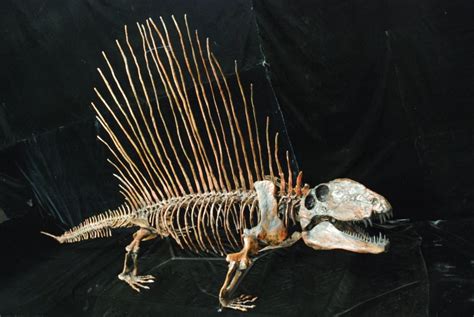 Dimetrodon Fossils