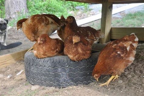 6 Great Chicken Dust Bath Ideas - The Owner-Builder Network