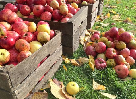 Fall Events At Apple Hill Farms