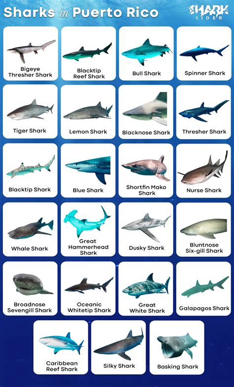 List Of Sharks In Puerto Rico With Pictures