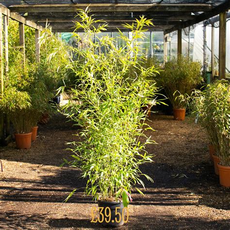 Phyllostachys Aurea Big Plant Nursery