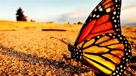 Tres Santuarios De La Mariposa Monarca En Edomex Que Debes Conocer