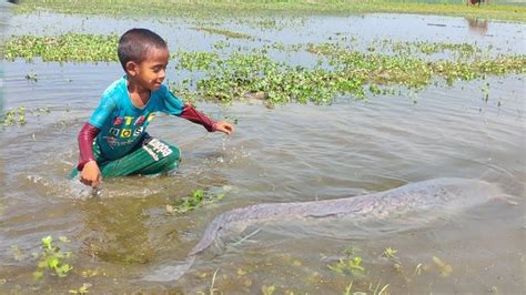 Amazing Boy Catching Big Catfish By Hand In Mud Water Hand Fishing