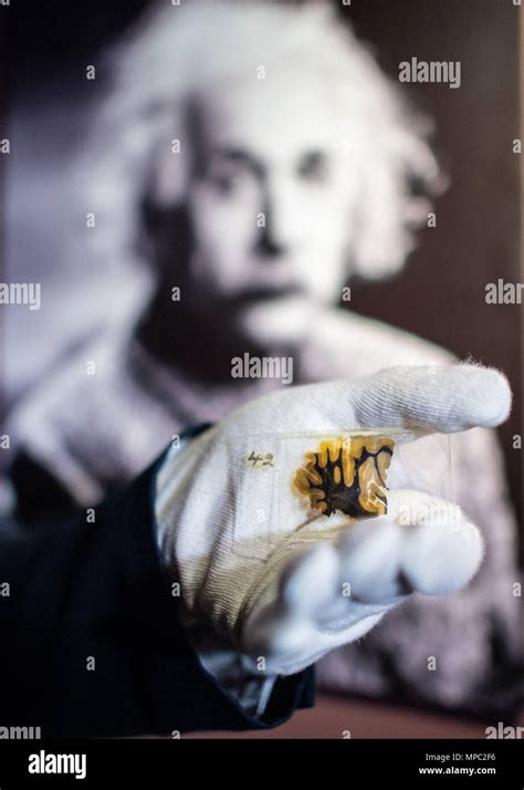 Einsteins Brain Hi Res Stock Photography And Images Alamy