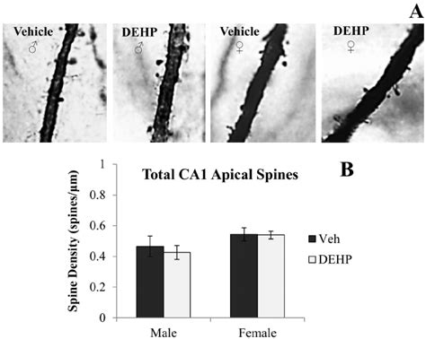 Spine Density On Apical Dendrites Of Dorsal Ca Hippocampal Neurons