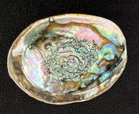 Green Abalone Sea Shell One Side Polished Grelly Usa