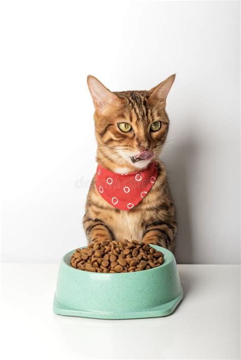 A Hungry Cat Near An Empty Bowl Asks To Be Fed Stock Image Image Of