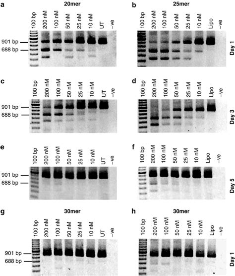 Rtpcr Analysis Showing Exon Skipping Induced By Aos Directed At Mouse