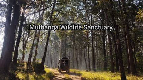 Muthanga Forest Wildlife Sanctuary Wayanad Bus Safari Youtube