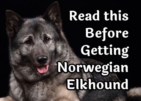 Consider These 27 Questions Before Getting a Norwegian Elkhound