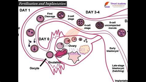 Class Biology Chapter Human Reproduction Fertilisation And