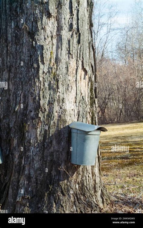 Buckets Collecting Sap From A Maple Tree In New Hampshire Stock Photo