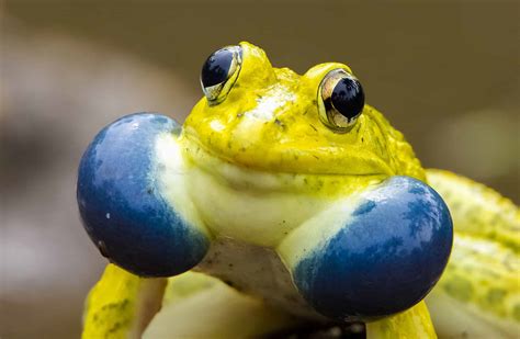 The 10 Largest Frogs in the World in 2024 - A-Z Animals