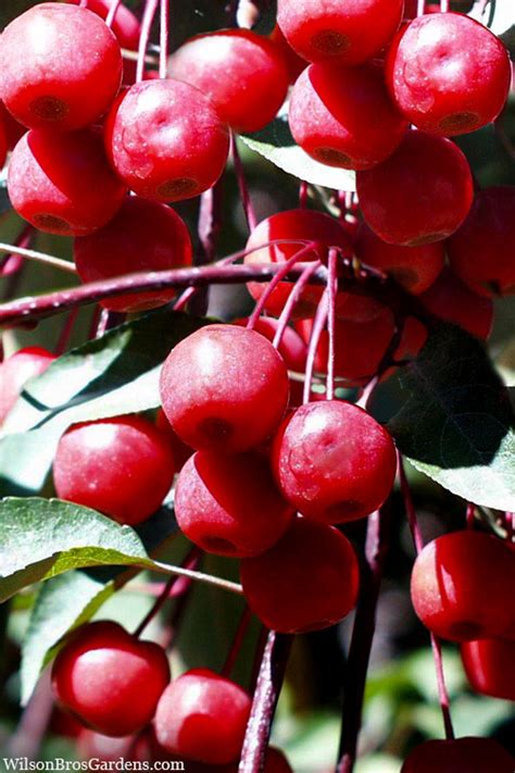 Buy Southern Crabapple Malus Angustifolia Free Shipping Wilson