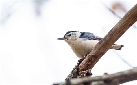 Sittelle à poitrine blanche White breasted Nuthatch Flickr