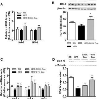 Effect Of Quercetin On Hepatic Lipid Accumulation And Glucose Tolerance