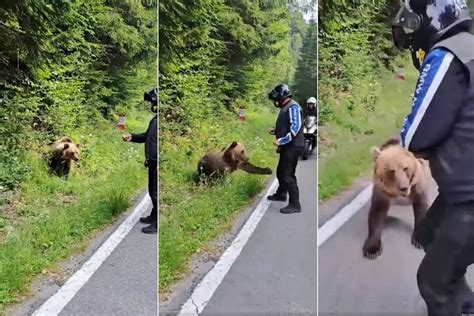 Un turist străin a fost la un pas să fie atacat de un urs pe care se