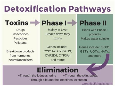 Phase 3 Detoxification Dr Alison Kerns