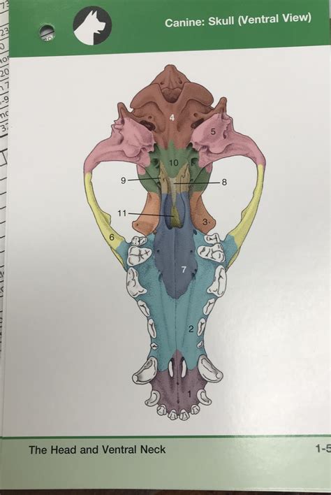 Canine Skull Ventral View Diagram Quizlet