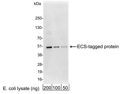 Anti Ecs Antibody Qed Bioscience Inc