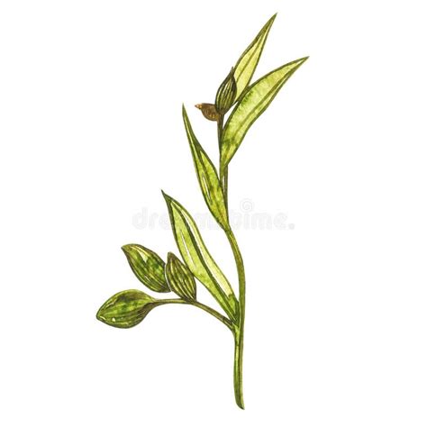 Cardamom Plant Hand Drawn Watercolor Illustration Of Spice Realistic