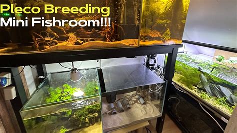 Pleco Breeding Mini Fishroom Project YouTube