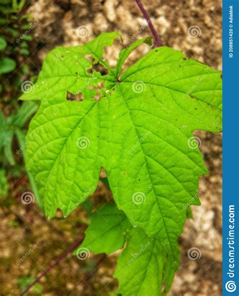 Plantas De Hojas Que Crecen Y Se Desarrollan En El Este De Indonesia