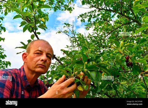 Man Picking Sour Cherries In Sour Cherry Tree Mature Man Gathering