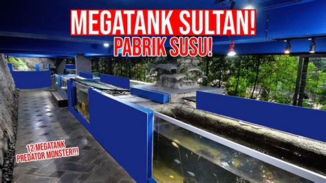 Megatank Ikan Predator Jumbo Sultan Pabrik Susu Youtube